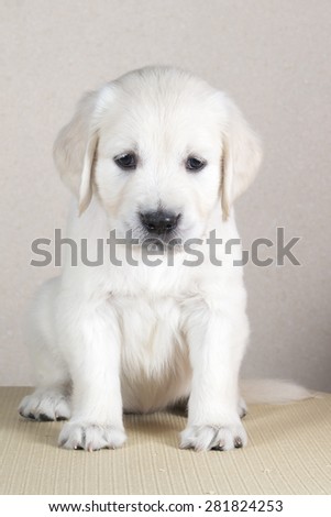 Cute puppy golden retriever sitting on a table