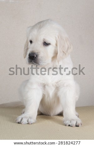Cute puppy golden retriever laying on a table