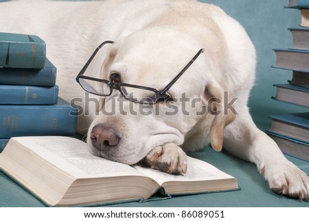 Yellow labrador in glasses and with books
