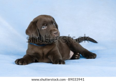 Lying chocolate labrador puppy on blue