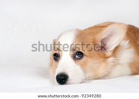 white corgi