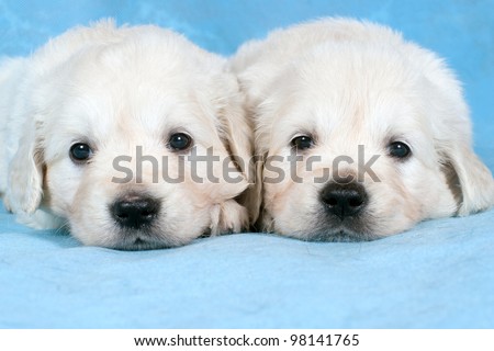 Three puppies of Cavalier King Charles spaniel looking for something