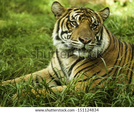 Tiger sitting in grass looking left with focus on right eye