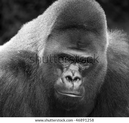Black and White close up of male silver-back gorilla