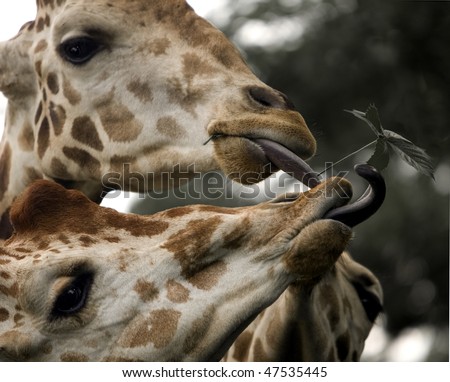 Three giraffe tongues reaching  for leaf