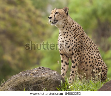 Portrait of Cheetah standing by rock with mouth open