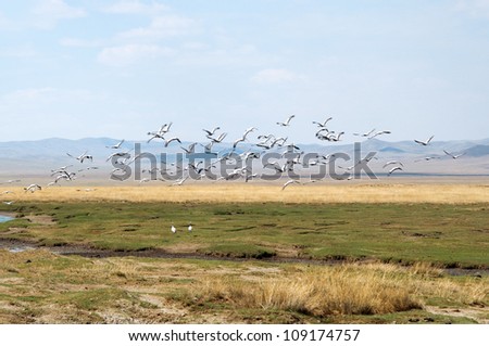 flocks of cranes flying above a lake in the Mongolian steppe