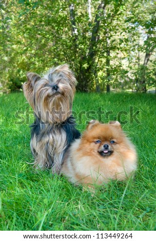 spitz, Pomeranian dog and Yorkshire Terrier in city park