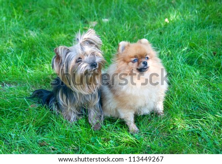 spitz, Pomeranian dog and Yorkshire Terrier in city park