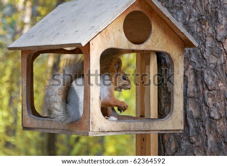 Cute red squirrel in small house on tree