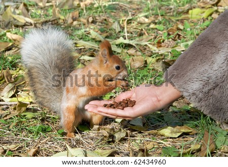 Cute small red squirrel eat nuts from hand