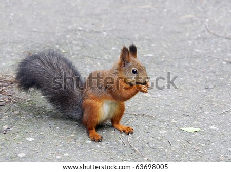 cute red squirrel eat nut