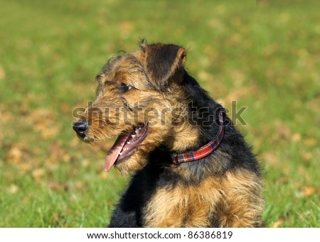 Airedale Puppy Close-up in the park