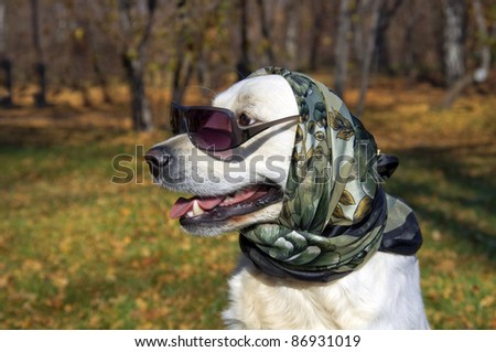 dog glasses scarf