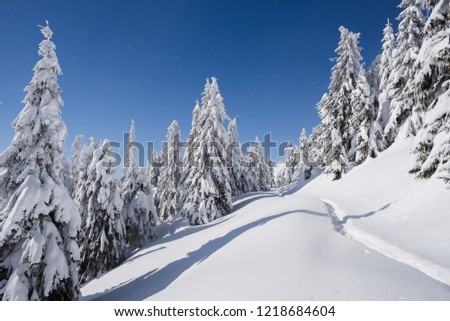 Winter nature. Landscape with spruce forest and footpath in the snow. Sunny frosty weather with clear blue sky