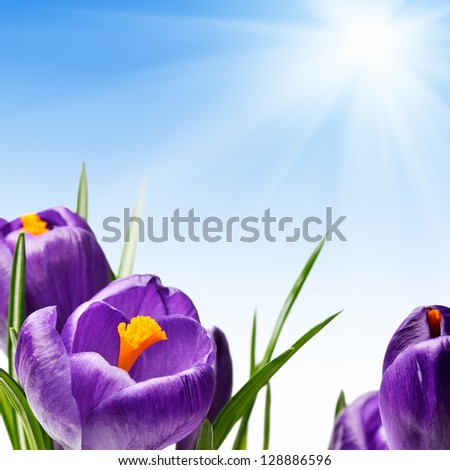 Crocuses flowers on background of blue sky with sun. Background with flowers for spring designs