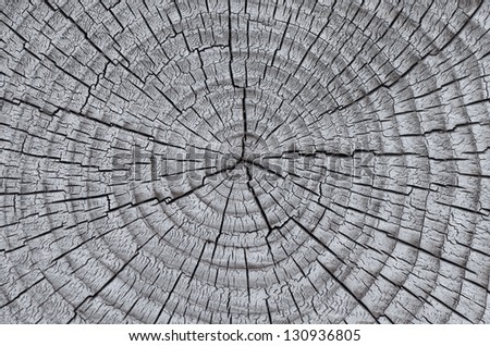 Texture of old wood with annual rings. Natural texture close-up