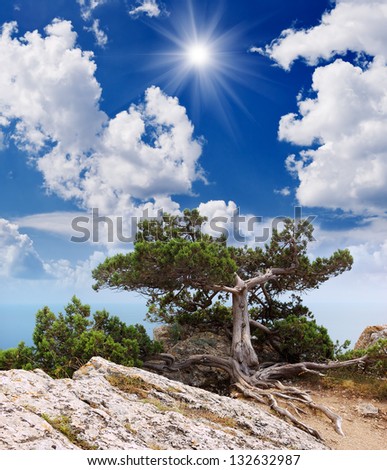Sunny summer landscape with a tree on a cliff. The rock above the sea