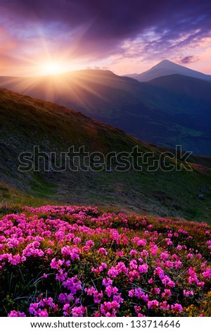Spring landscape in mountains with flowers of rhododendron and the setting sun