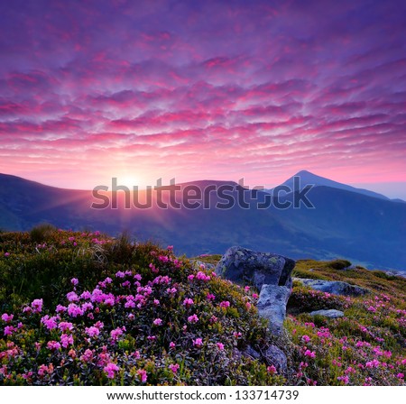 Evening landscape with pink flowers in the mountains and the setting sun