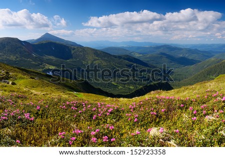 Sunny day in the mountains. Pink rhododendron flowers on the mountain slopes