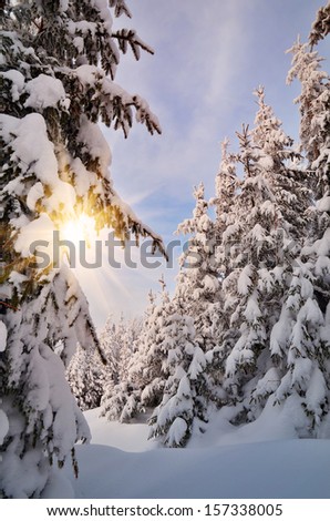 Evening winter landscape in a mountain forest