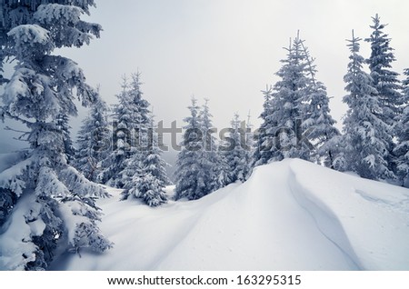 Winter landscape with trees covered with snow in a mountain valley