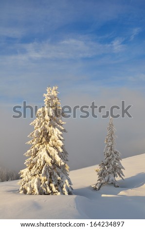 Winter landscape with two trees under the snow. Evening rays on the snow-covered pine trees