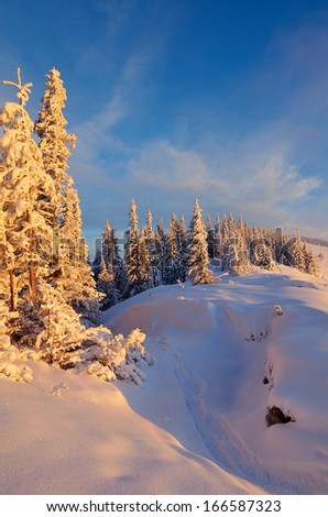 Winter landscape with the evening sun on the snow-covered mountain forest. Fantastic light. Forest in mountains Carpathians, Ukraine, Europe