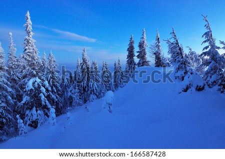Winter landscape with a mountain forest in the twilight. Snowdrifts in the coniferous forest. Carpathians, Ukraine