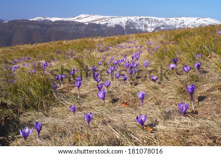 Spring landscape with flowers of crocus on a mountain meadow. Carpathians, Ukraine, Europe