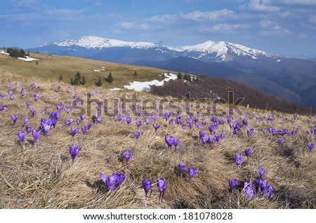 Mountain landscape with the first spring flowers crocus. Spring in the mountains. Carpathians, Ukraine