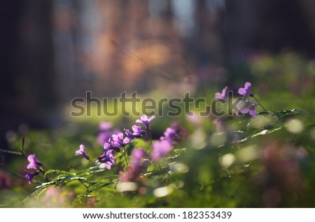 Forest with spring flowers. Sunlight on the plants in a dense forest
