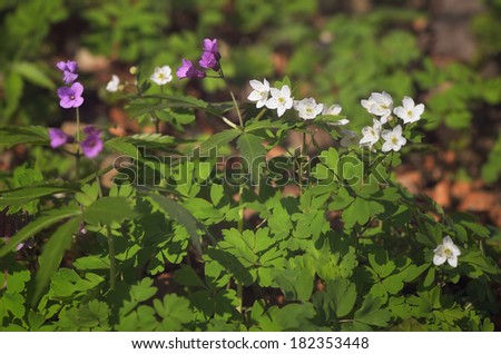 Spring flowers forest glade