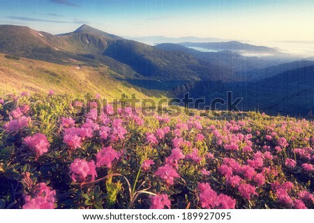 Sunny morning in the mountains. Blooming rhododendron glade. Pink flowers in the morning sun. Carpathian mountains, Ukraine, Europe. Filtered image: vintage, grunge and texture effects