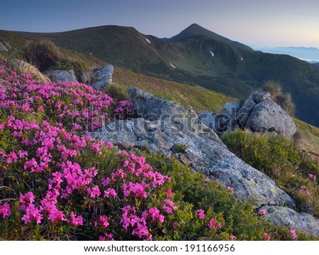Landscape with flowers of pink rhododendron. Morning twilight in the mountains. Carpathians, Ukraine, Europe