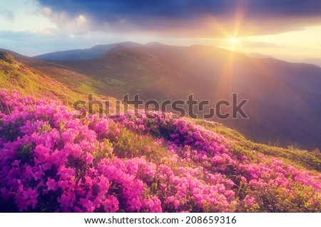 Summer landscape with flowers of rhododendron. Evening with a beautiful sky in the mountains. Glade of pink flowers. Soft effect. Color toning