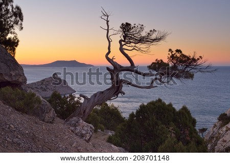 Evening Landscape with a tree on a cliff. View of the sea and sunset sky. Crimea