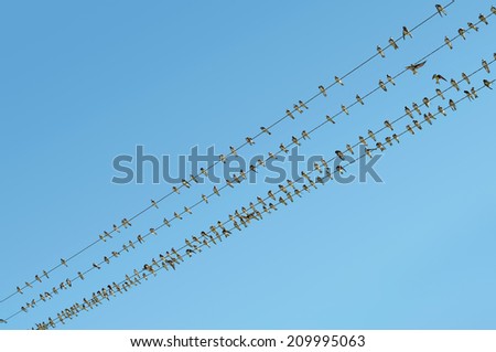 Flock of birds sitting on wires Electric on a clear blue sky
