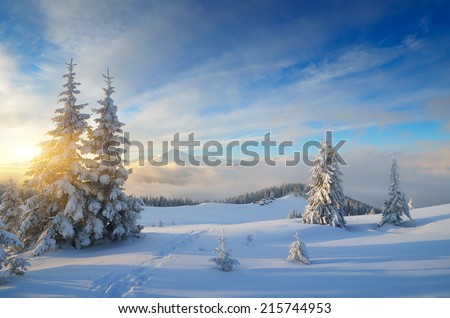 Winter in the mountains. Christmas landscape on a sunny morning. Carpathians, Ukraine, Europe