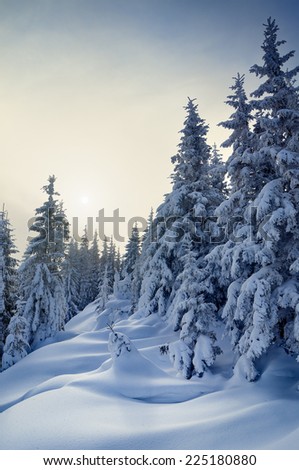 Winter forest covered with snow. New Year`s landscape. Fabulous trees in snowdrifts. Sunlight through the mist. Carpathian mountains, Ukraine, Europe