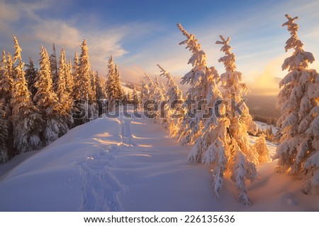 Fir trees under the snow. Mountain forest in winter. Christmas landscape. The path in the snow. Carpathian mountains, Ukraine, Europe