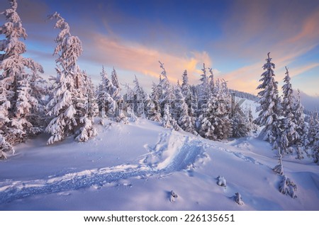 Fir trees under the snow. Mountain forest in winter. Christmas landscape. The path in the snow. Carpathian mountains, Ukraine, Europe
