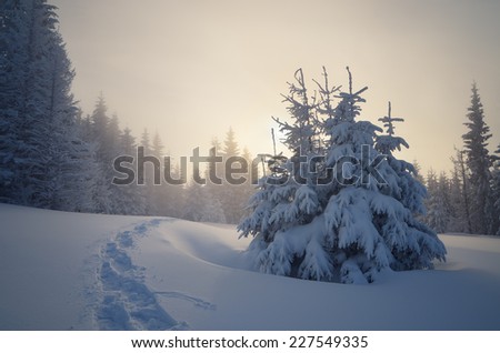 Trail in the snow. Christmas landscape in a mountain forest. Sun shines through the fog