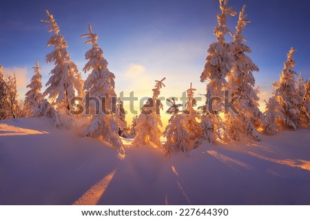 Christmas landscape. Fabulous winter forest with snow-covered trees. Beautiful light of the setting sun
