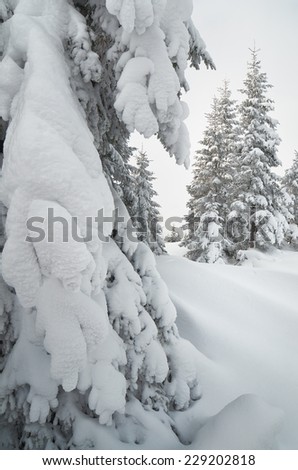 Cloudy day in mountain forest. Snow on branches of spruce. winter landscape