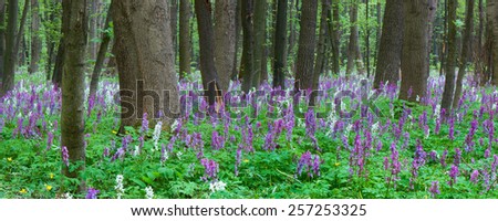 Spring landscape. Flowers in the forest. Blooming primrose.