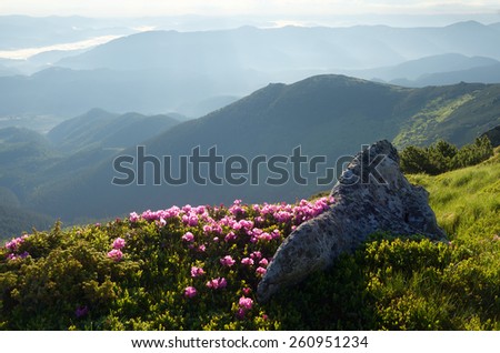 Summer landscape in the morning. Flowers in the mountains. blooming rhododendron