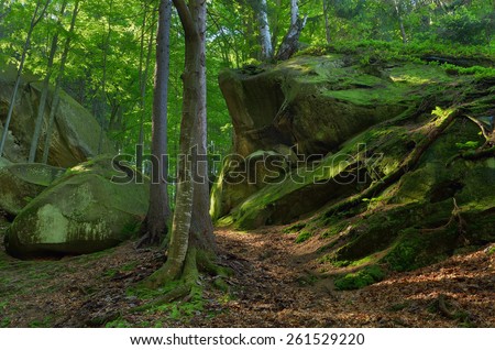 Spring landscape in the forest. Moss on rocks and tree roots. Beauty in nature