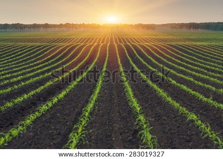 Corn field. The lines in nature. Morning landscape with sunlight